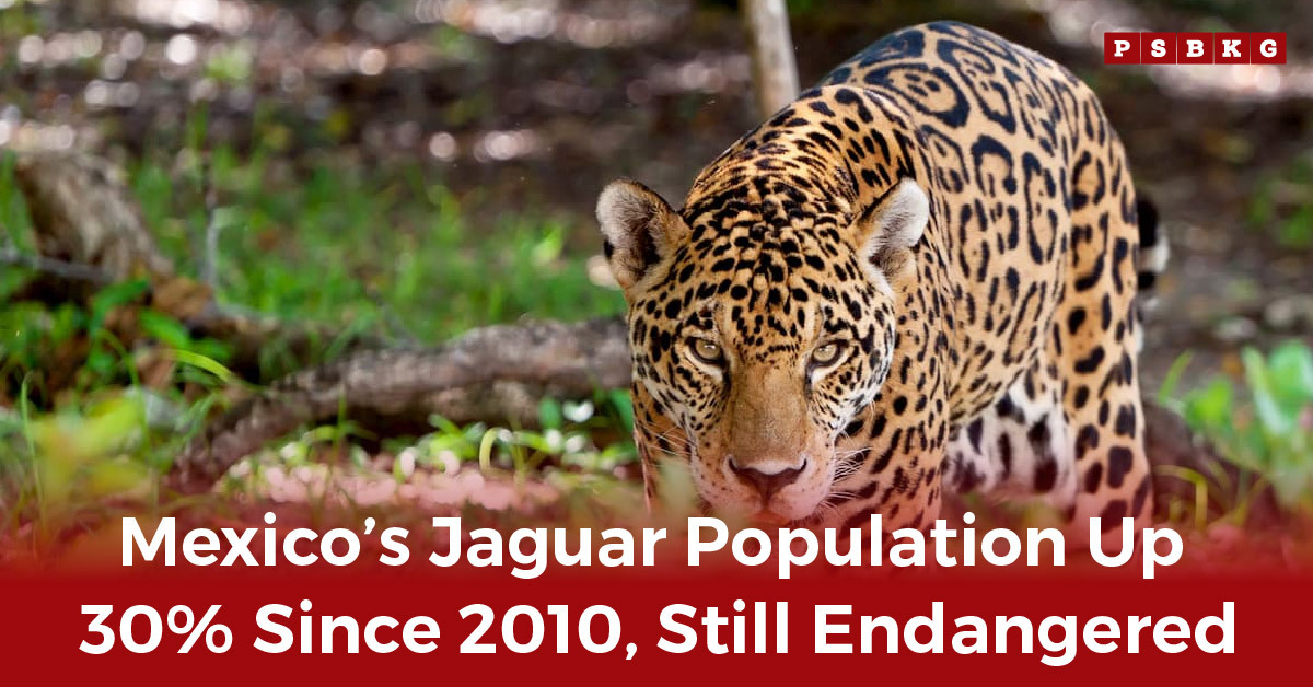 Close-up of a jaguar resting in a lush green forest, symbolizing the 30% increase in the Mexico jaguar population since 2010, though the species remains endangered.