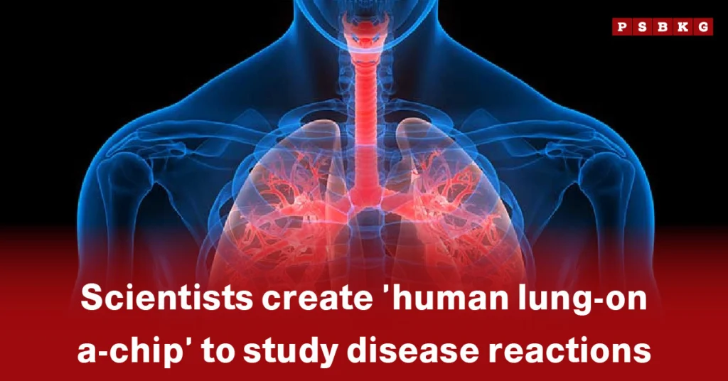 Visual representation of a human lung-on-a-chip model, showcasing lung structures and blood vessels for studying disease responses.
