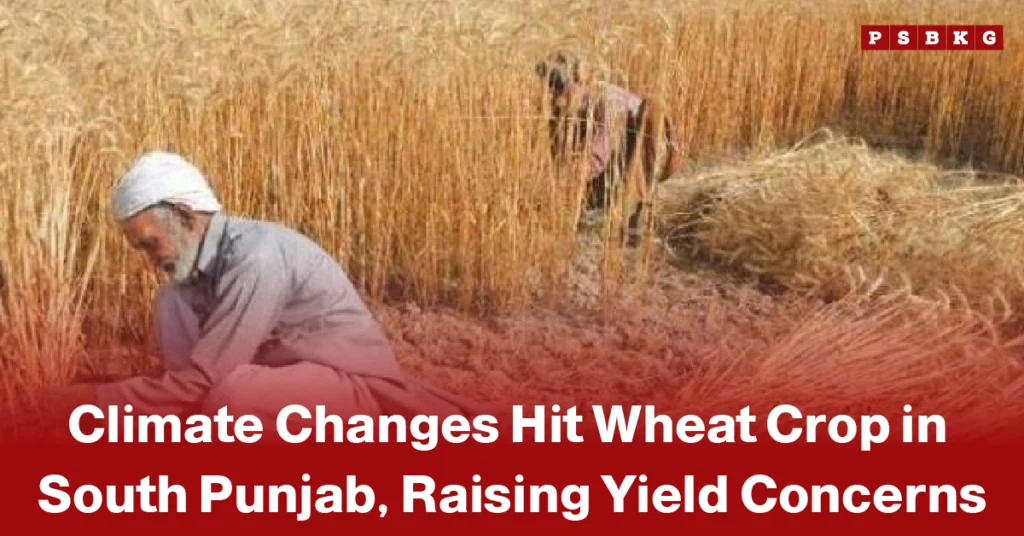 Wheat crop climate change Pakistan farmers harvesting wheat in a South Punjab field, highlighting the impact of climate change on crop yield and production.
