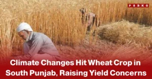 Wheat crop climate change Pakistan farmers harvesting wheat in a South Punjab field, highlighting the impact of climate change on crop yield and production.