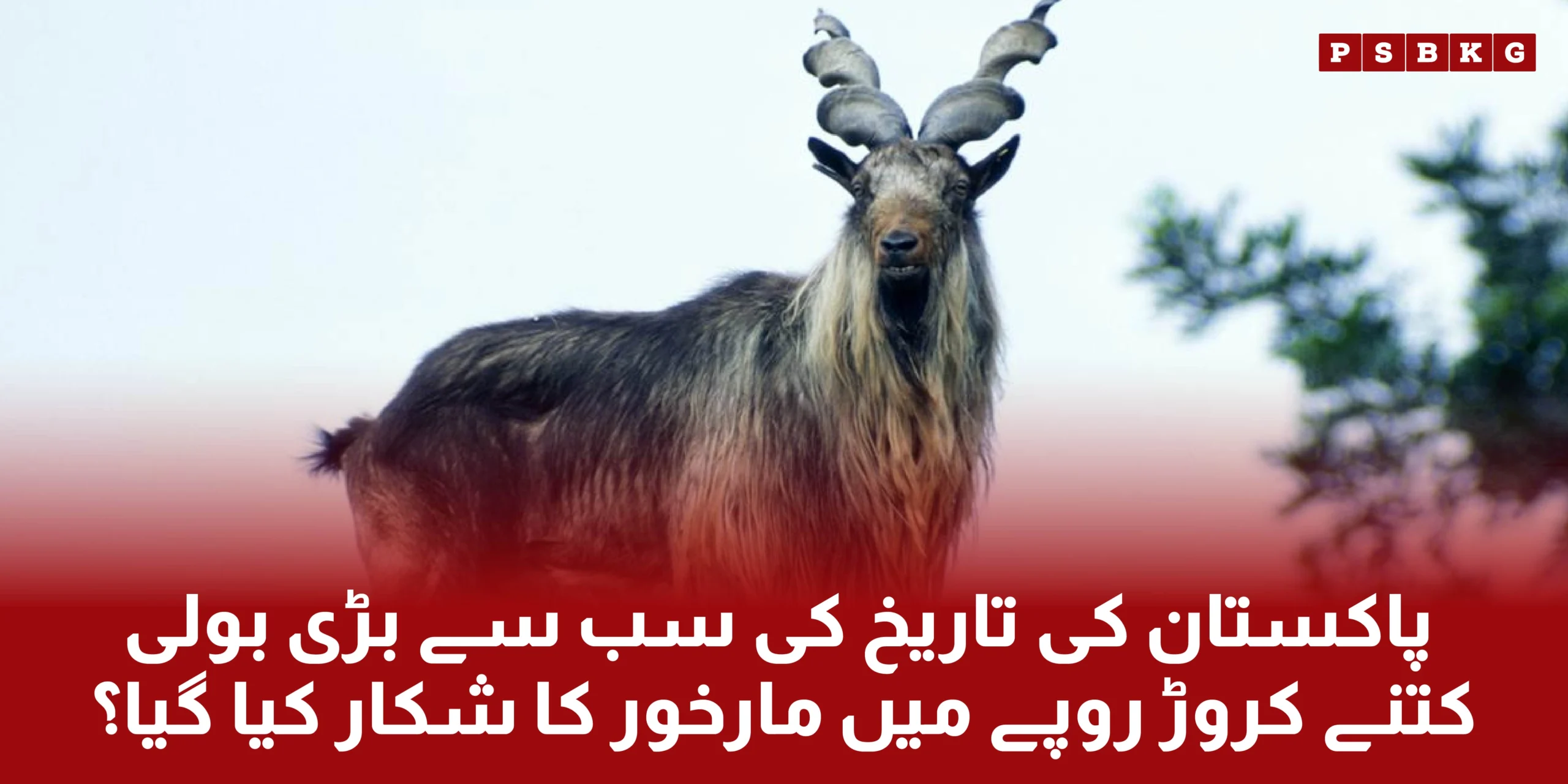 Most highest value, markhor huntinh license ever of billion ruppees