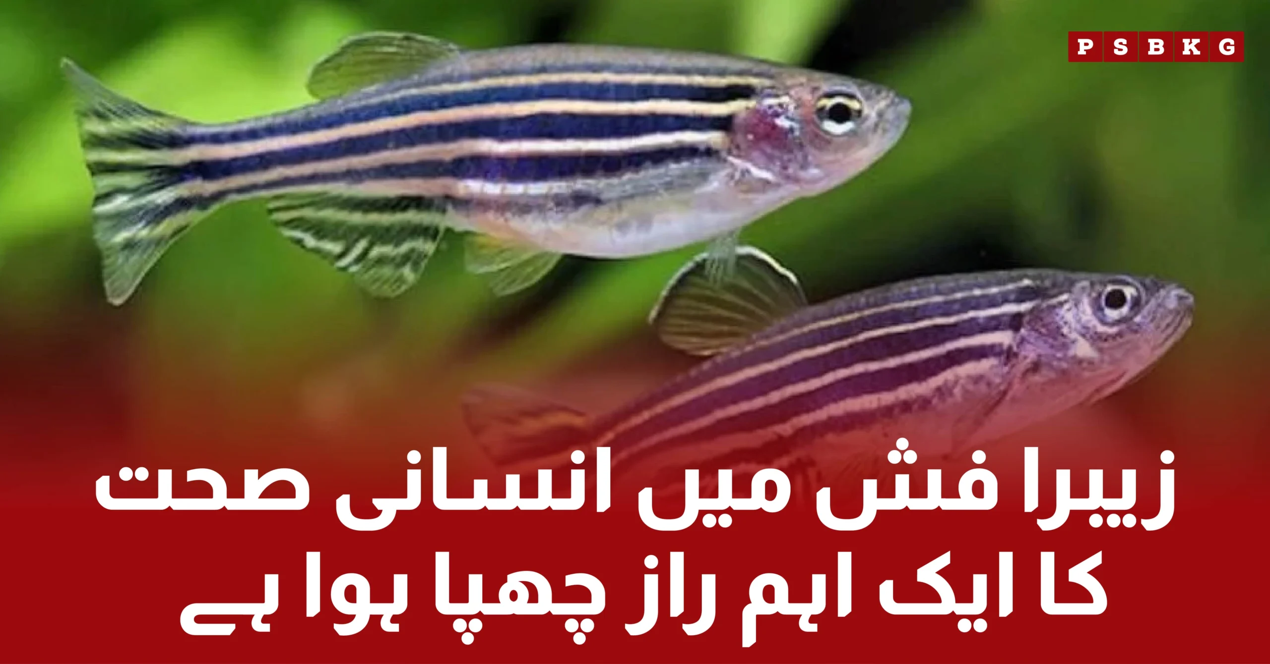 The benefits of zebra fish for human heart health