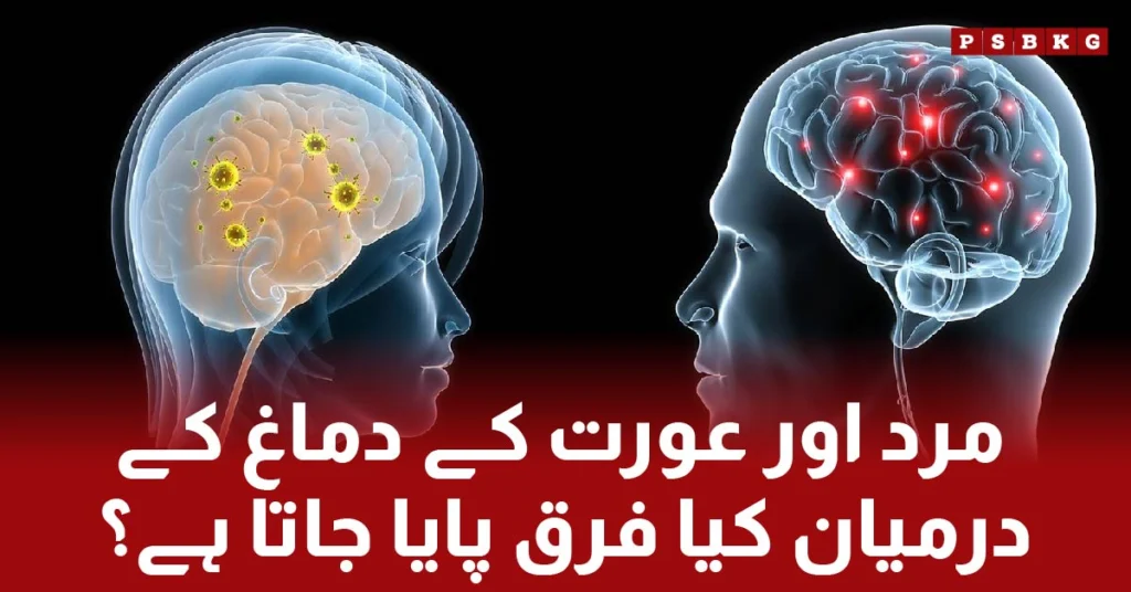 What differences are found between the brains of men and women?