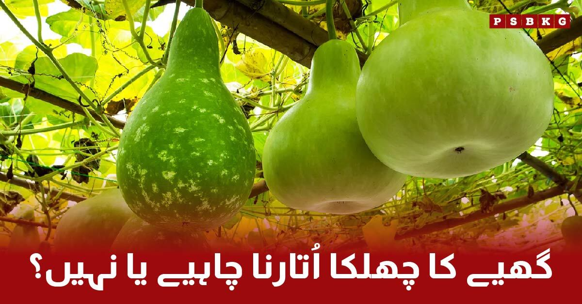 Ghiya health benefits and precautions