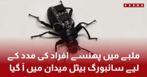 Cyborg beetle equipped with remote-controlled backpack used for rescue missions