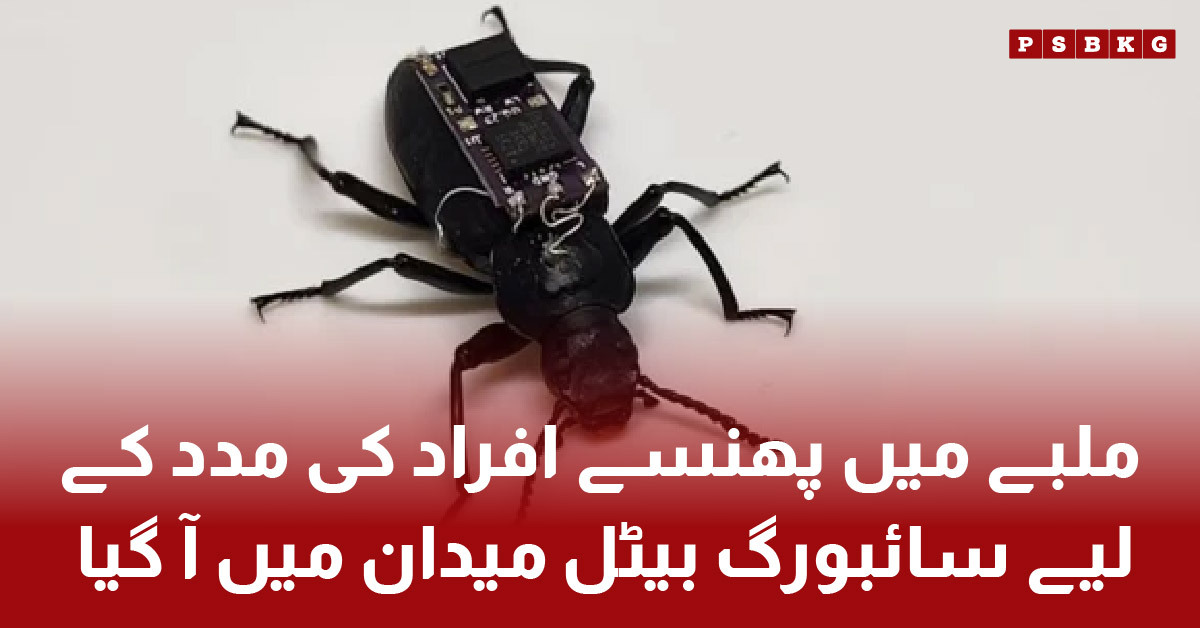 Cyborg beetle equipped with remote-controlled backpack used for rescue missions