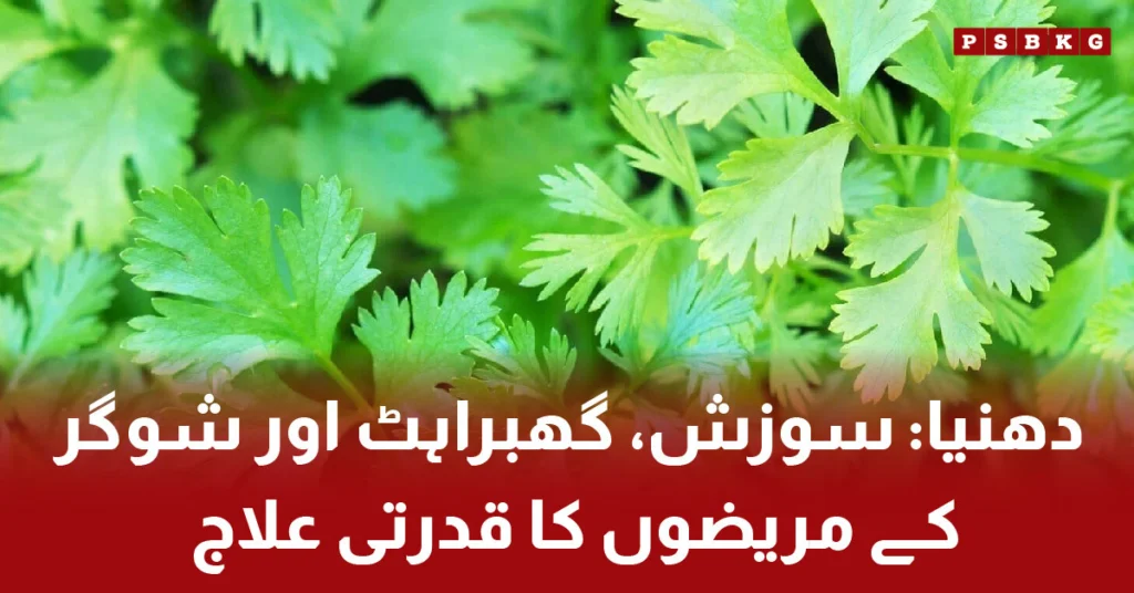 Fresh coriander leaves with health benefits for diabetes and anxiety