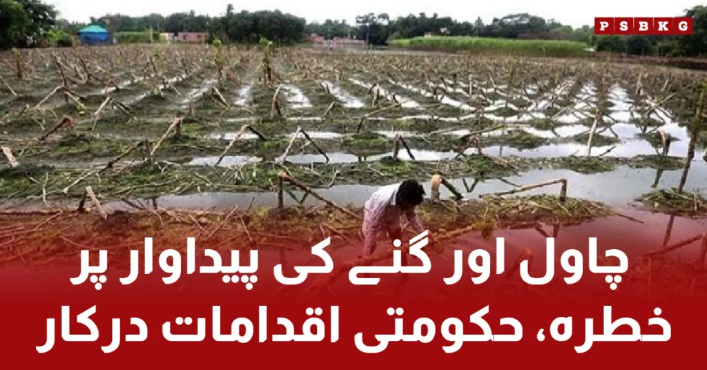 Rice and sugarcane crops in Punjab affected by floods