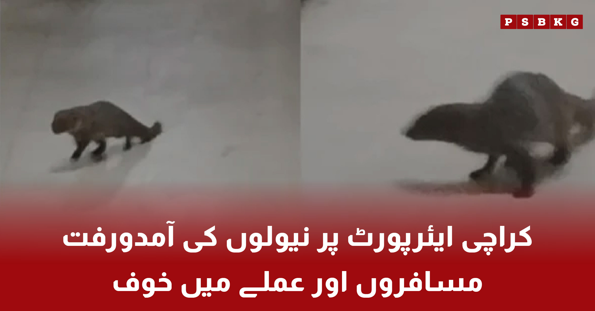 Karachi Airport monkeys causing fear among passengers