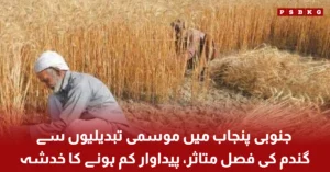 Wheat crop affected by climate change in South Punjab