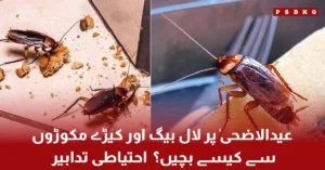 Clean kitchen and waste management during Eid ul Adha to prevent cockroaches and insects۔ Eid pest control tips۔ Eid pest control tips