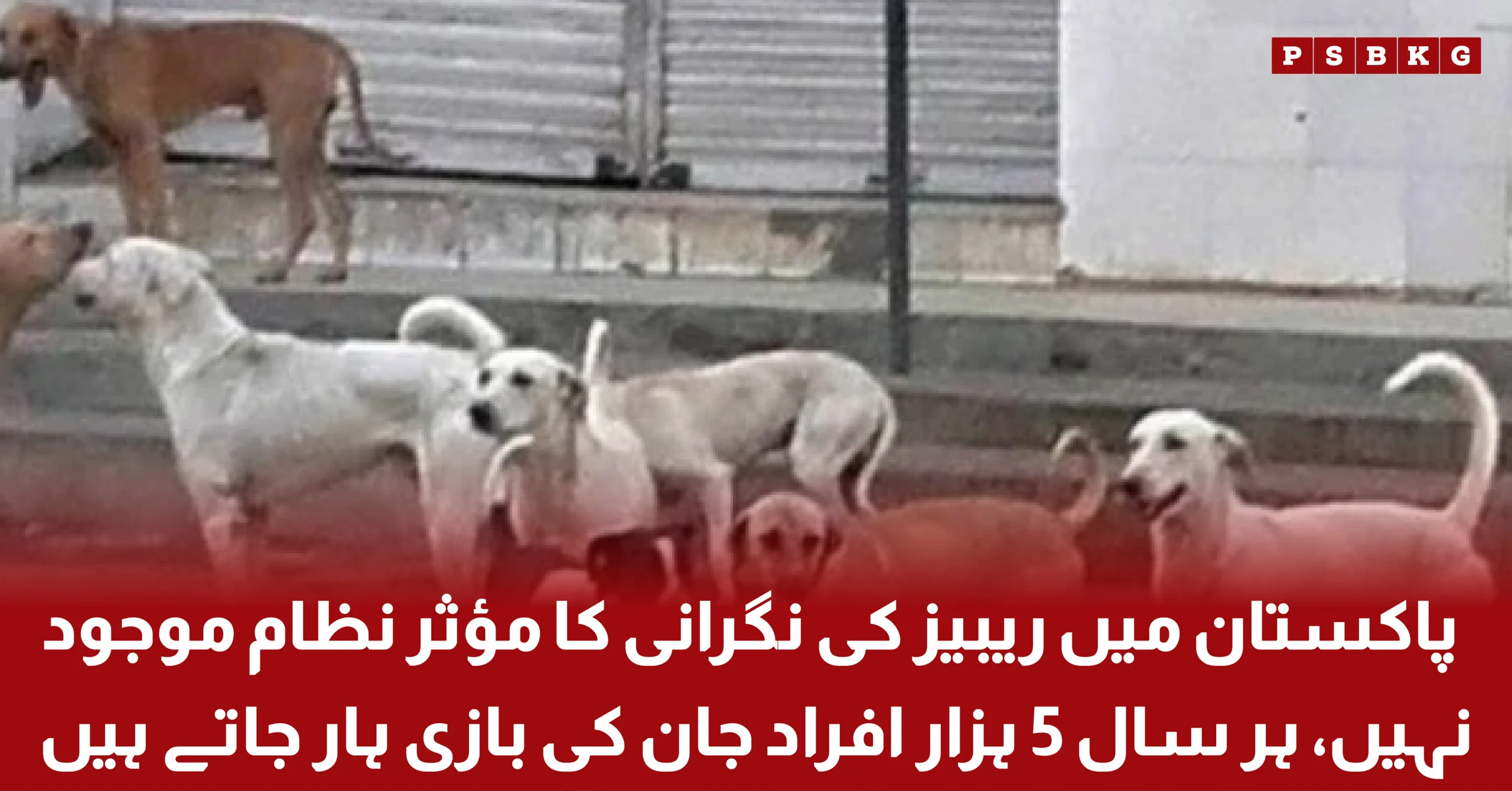 Healthcare professionals highlighting the lack of an effective rabies surveillance system in Pakistan and the importance of prevention.