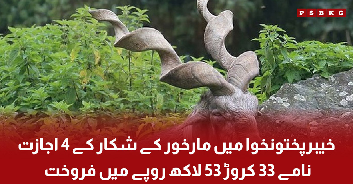 Four Markhor Hunting Permits Sold for Rs 335.3 Million